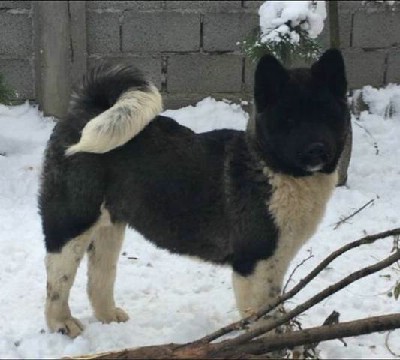 Amerika Akita, kvalitetni tenci